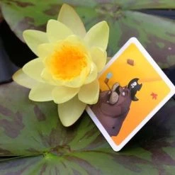 White Goblin Games Memoryspel Memoarrr! -spellen-voor-volwassenen Verkoopwinkel 550x366 82