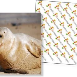 Huurdies Cadeautip! Oceaan Memory - Oceaan - Memory Spel - 70 Stuks - Schoencadeautjes Sinterklaas 7 Huurdies Cadeautip! Oceaan Memory - Oceaan - Memory Spel - 70 Stuks - Schoencadeautjes Sinterklaas -spellen-voor-volwassenen Verkoopwinkel 550x386 1