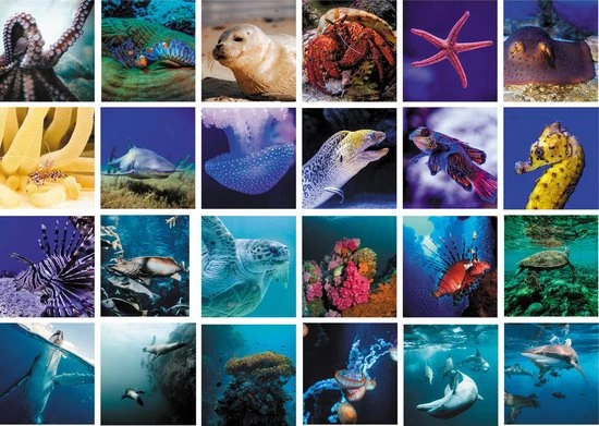 Huurdies Cadeautip! Oceaan Memory - Oceaan - Memory Spel - 70 Stuks - Schoencadeautjes Sinterklaas 1 Huurdies Cadeautip! Oceaan Memory - Oceaan - Memory Spel - 70 Stuks - Schoencadeautjes Sinterklaas