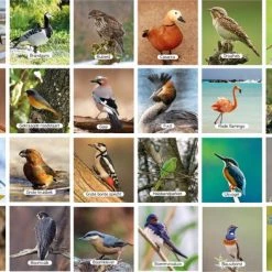 Huurdies Cadeautip! Vogel Memory - Educatief Memoryspel - Vogel Memory Spel - 70 Stuks - Schoencadeautjes Sinterklaas