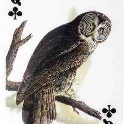 Kikkerland 3D Speelkaarten - Vogels - Kaartspel - Pokerformaat - Vogelplaatjes - Gezelschapsspel - Geschikt Voor Poker, Patience, Bridge, Blackjack, Pesten -spellen-voor-volwassenen Verkoopwinkel 550x769 7